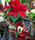 Denver, Colorado Florist Delivers Special Prices on Holiday Arrangements and Gifts