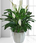 Green Plants