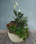 Dish Gardens