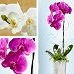 Orchid Plants