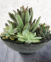 Succulent Gardens